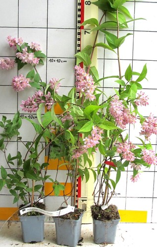 Deutzia tourbillon rouge - deutzia, "tourbillon