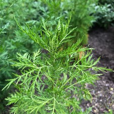 Chinesischer beifuß artemisia - beifuß,