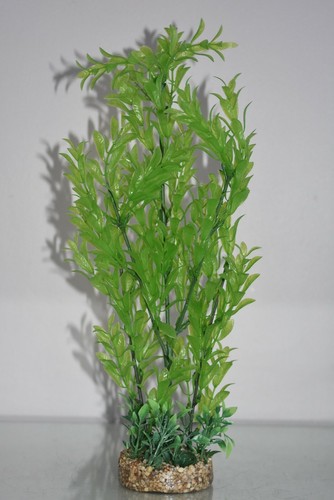 Große aquariumpflanze - große,