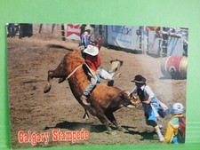 AK Calgary Stampede Alberta Bull Riding Canada Ansichtskarte Kanada