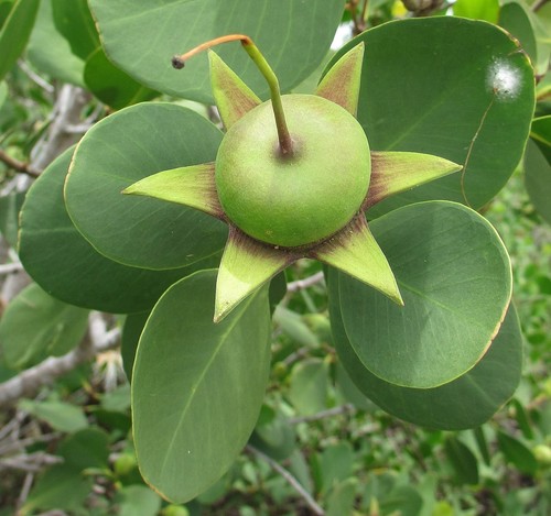 Apfel mangrove sonneratia - apfel,