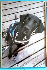Foto Poster Fotoposter Bild Wandbild, Hund Labrador schwarz Kodak Glanz, 50x75cm