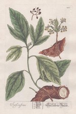 Sassafras Baum Fenchelholzbaum