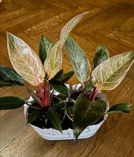 Philodendron Pink Birkin