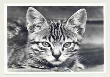 1 AK sw Katze "Griesgram" - Artcolor *