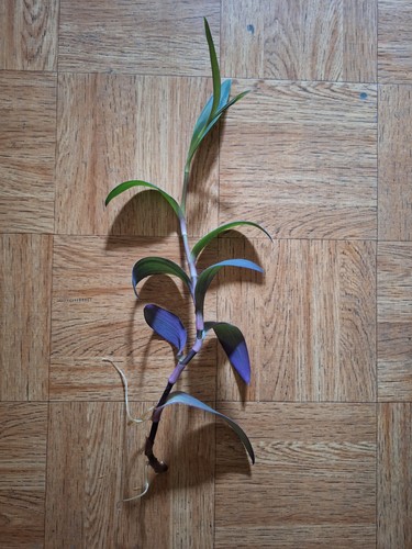 Dreimasterblume tradeskantie - dreimasterblume,,