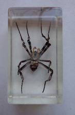 Insekt  in Acryl " die