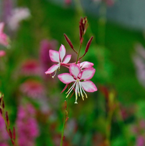 Prachtkerze rosy jane gaura - rosy,