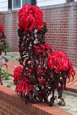 1000+ Samen Amaranthus Molten Fire - Amaranth