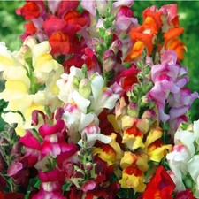 LÖWENMAUL CIRCUS CLOWNS 50+