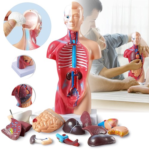 Körpermodell herz torso human - herz,