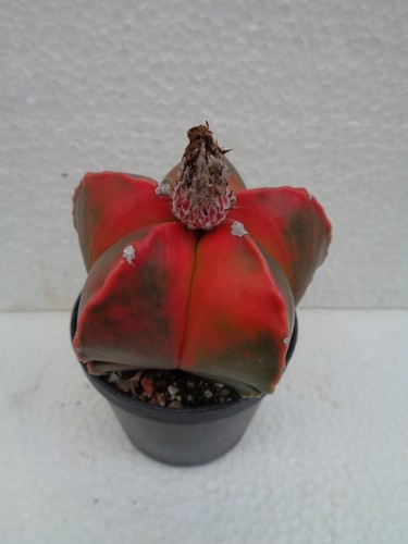 Astrophytum myriostigma koyoh - myriostigma,