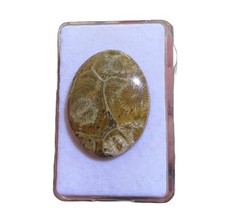 Petoskey Stein - Fossile