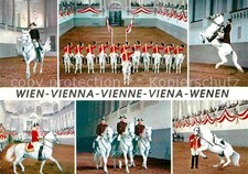 Wien Spanische Hofreitschule Lippizaner Pferde