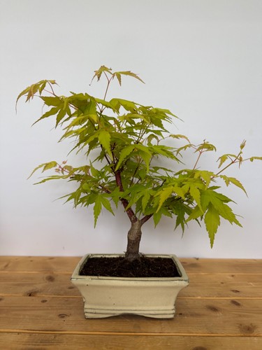 Bonsai acer palmatum - bonsai,