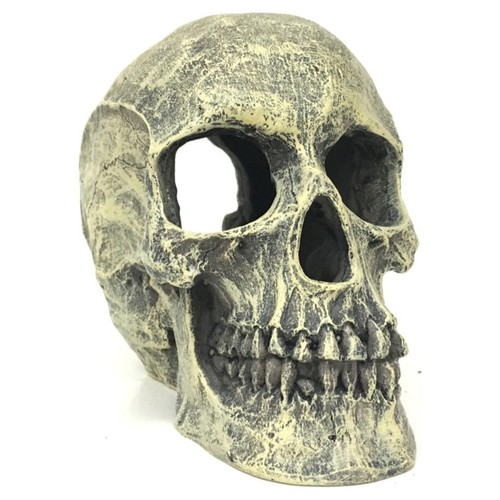 Aqua della totenkopf - della,