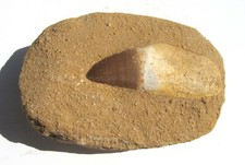 Dinosaurier Zahn mit Wurzel in