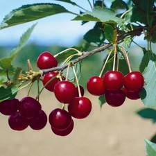 Sau¬er¬kir¬sche 'Safir'Ⓢ - Obstpflanze mit süß-säuerlichen Kirschen - 1 Kirschpf