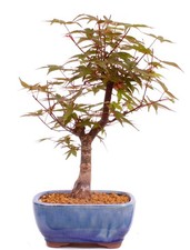 Bonsai - Acer palmatum