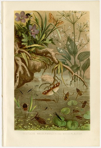 Wasserwanzen wasserläufer - wasserwanzen,