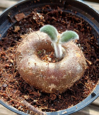 Sinningia iarae, großer