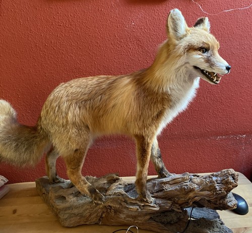 Präparierter fuchs auf - präparierter,