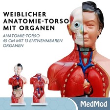 Anatomie. Modell Torso  45 cm