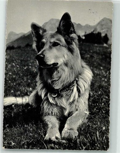 39865850 schaeferhund - 39865850,
