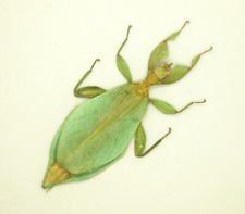 Leaf Insect -Phylliidae