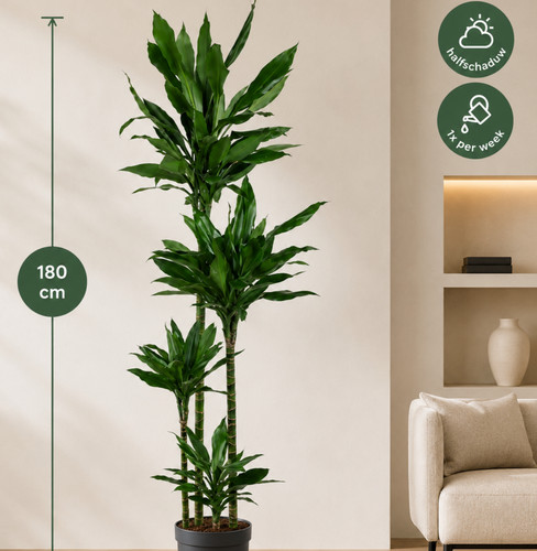 Xxl dracaena janet lind 180cm - xxl,