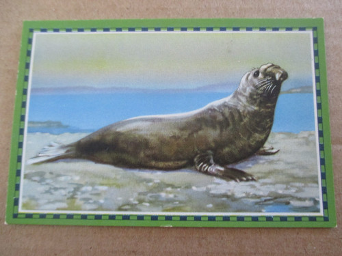 Bild chlorodont - 1.bild,