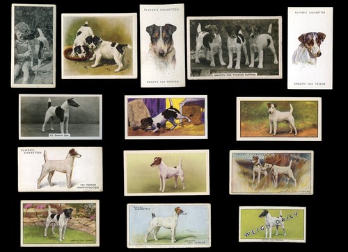 Smooth fox terrier sft hund - terrier,