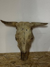 Tierschädel Rinder Kopf Kuh