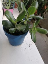 Geldbaum glücksbaum Dickblatt