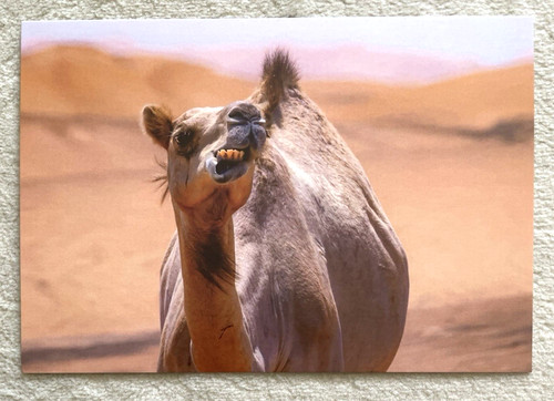 Postkarte kamel dromedar - 1, ak