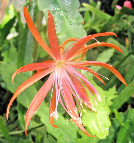 Epiphyllum blattkaktus dietmar - epiphyllum,
