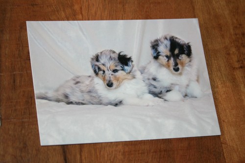 Hunde postkarte von - hunde, xxl