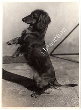 LANGHAAR-DACKEL / SAUSAGE DOG / TECKEL / DACHSHUND * Vintage 1930s Photo
