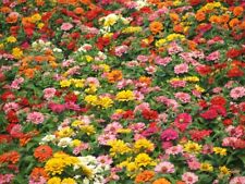 500 Samen Zinnien Mischung Lilliput Mix Zinnia Zinnie Balkon Garten Bienenmagnet