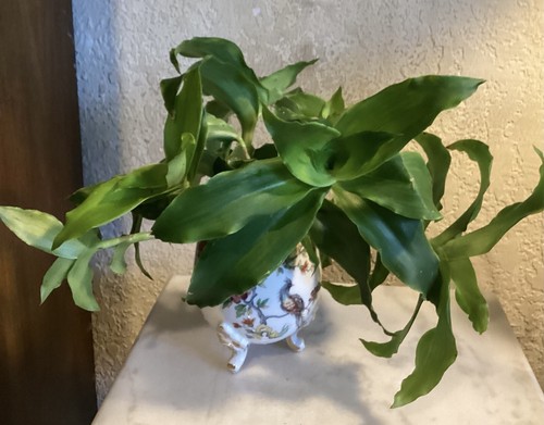 Basket plant - basket, (planta