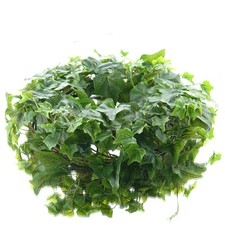 GASPER Kranz aus Englischem