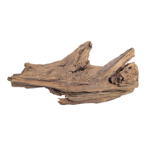 Orbit mangrove medium ca - -,