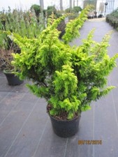 Zwerg hinoki scheinzypresse - zwerg-hinoki, -scheinzypresse