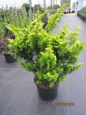 Zwerg-Hinoki -Scheinzypresse - Chamaecyparis obtusa Tetragona aurea
