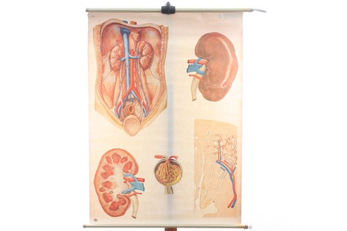 Alte anatomie lehrtafel - anatomie, niere