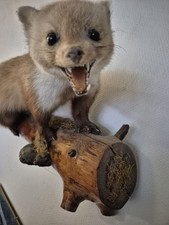 Ausgestopfter Marder