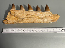 2.1 Mosasaurus Kiefer Marokko