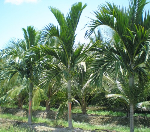 Bangalowpalme palmensämlinge - bangalowpalme,,