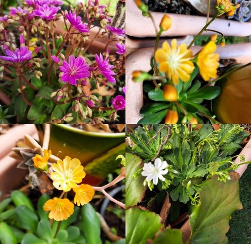 Bitterwurz lewisia cotyledon - lewisia,
