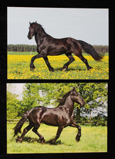 2 Postkarten Friese,Pferd,Pferde,Tier,Tiere,Pferdepostkarte,AK,Ansichtskarte